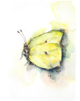 Citronsommerfugl | Fine Art Giclée kunsttryk
