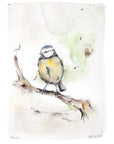 Blåmejse | Fine Art Giclée kunsttryk