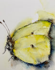 Citronsommerfugl | Fine Art Giclée kunsttryk