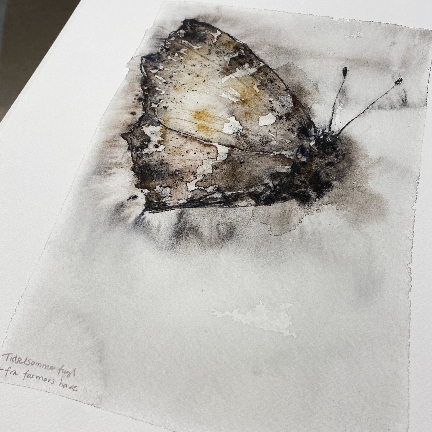 Tidselsommerfugl | Fine Art Giclée kunsttryk