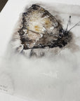 Tidselsommerfugl | Fine Art Giclée kunsttryk