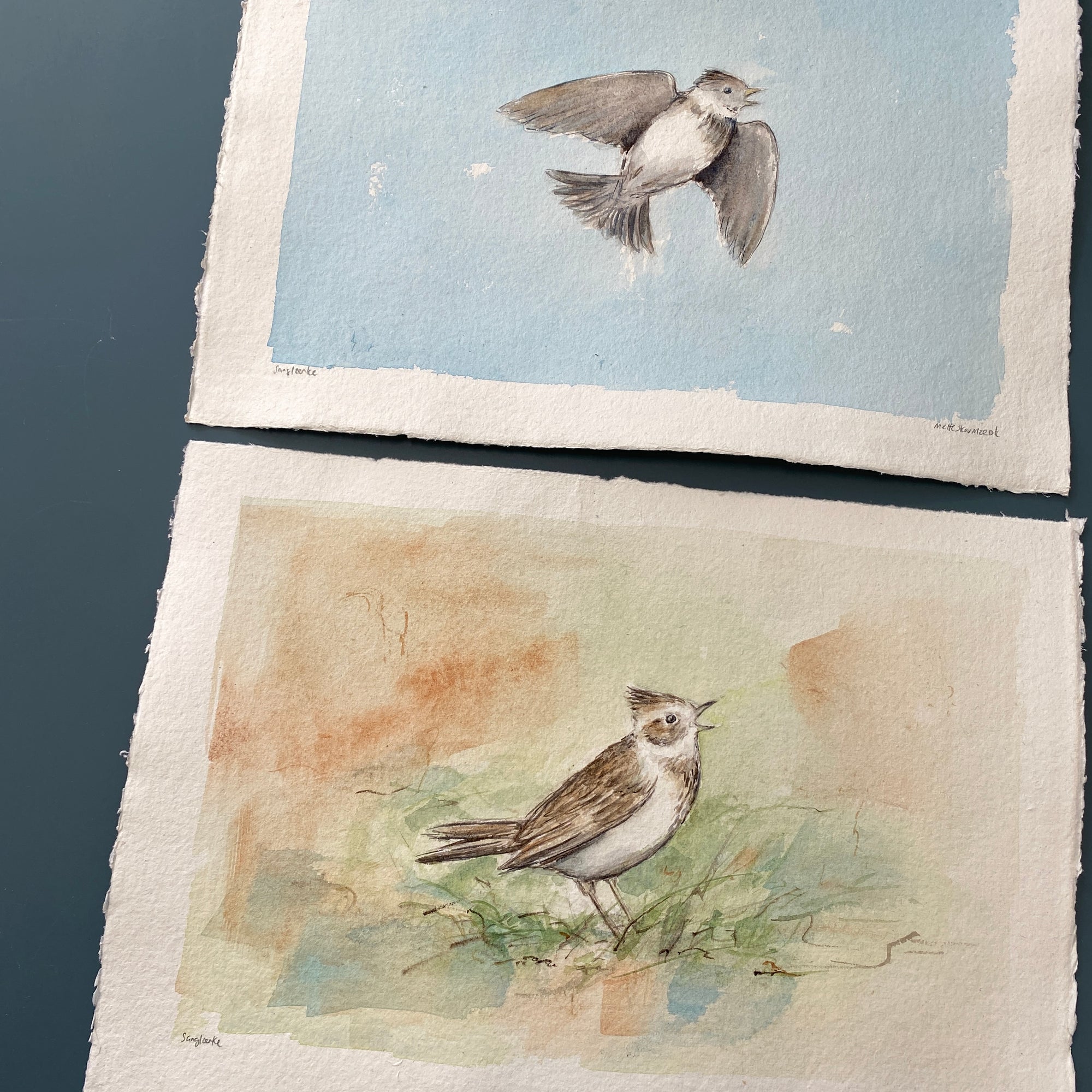 Sanglærke | Original akvarel